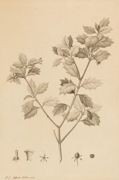 Desfonainia Spinosa, 1787 by Pierre Joseph Redouté